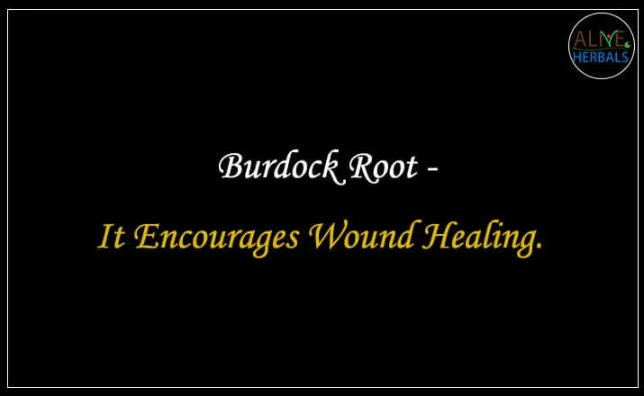 Burdock Root